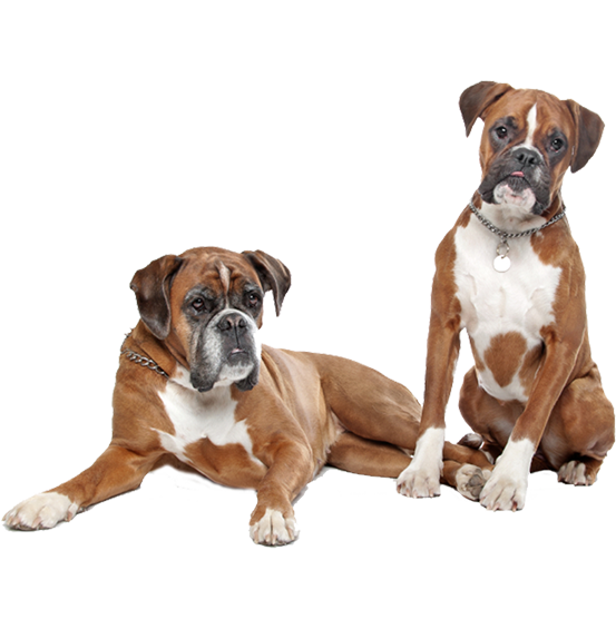 Pet Cosmetics & Care